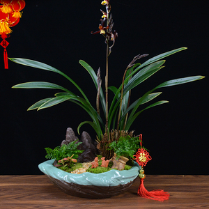 大盆居家送礼组合艺术盆栽年宵花墨兰盆景金华山报岁兰桌面绿植