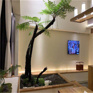 基地供应人工培育桫椤树苗蛇木珍稀名贵树蕨笔筒树蕨类植物桫椤苗