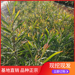 基地直销黑木相思树苗名贵木材树园林绿化风景树荒山造林速生苗木