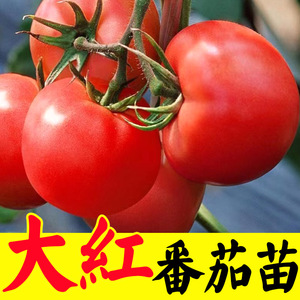 老品种大红番茄苗子种子沙瓤西红柿苗毛粉柿子幼苗嫁接树苗四季盆