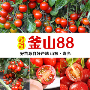纯甜釜山88番茄种子玲珑小西红柿秧苗番茄种子干禧甜番茄种籽秧苗