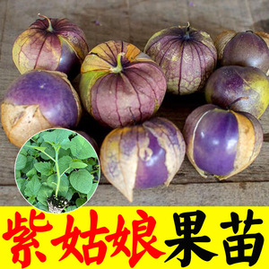 紫姑娘果苗秧特甜大果型洋菇娘锦灯笼四季盆栽阳台春秋高产种籽