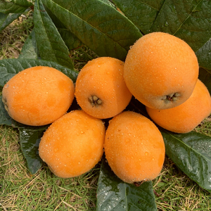 仙游书峰枇杷现摘现发空运包邮福建莆田新鲜水果当季特产10斤大果