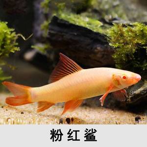 红尾黑鲨彩虹鲨鱼小型热带鱼观赏鱼活体清洁鱼吃垃圾清洁鱼缸淡水