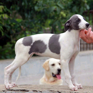 灵缇犬格力犬幼犬纯种格力犬活体惠比特幼崽细狗犬猎兔犬幼犬活体