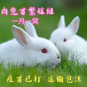 小兔子活物非公母一对活体家兔活兔肉兔巨型宠物小白兔苗家养兔子