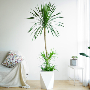 芳然双层龙血树室内大盆栽高杆造型客厅办公区吸甲醛好养大型绿植