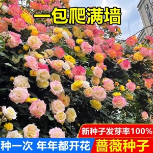 【无需牵引,直接爬墙】混色蔷薇月季花种子,让家中一年四季有花看