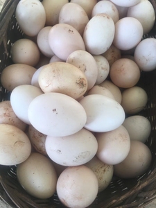 云南农家散养土鸡蛋放养土鸡蛋30枚