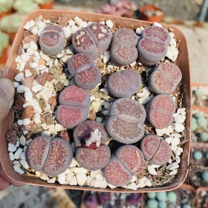 生石花 紫李夫人 母本  多肉 石头花 屁股 番杏科 开花株