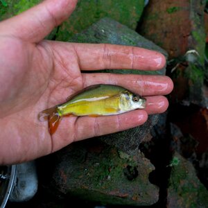 无甲鲤鱼鱼苗三道鳞附近活耐活易养小鱼四川本地淡水无鳞裸鲤