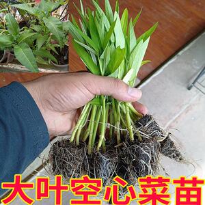 藤空心菜苗