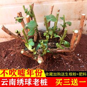 无尽夏绣球老桩昆明耐寒大花老根花苗室内室外四季开花易活八仙花