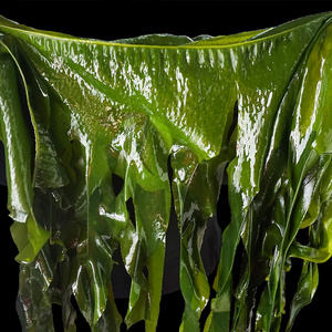 新鲜盐渍裙带菜