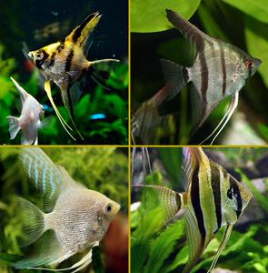 红魔鬼神仙鱼德系净版燕鱼大红袍秘鲁伊莎红背埃及热带观赏鱼包邮