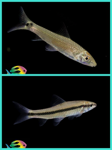 金线飞狐鱼泰国黑线小猴飞狐淡水草缸除黑毛藻绿毛丝藻满额包邮