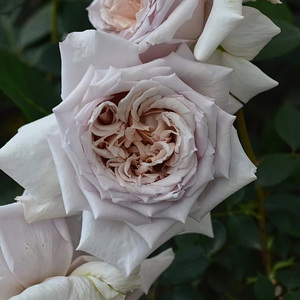 东学园 大地天使亚列尔月季灌木强香大花河本纯子盆栽四季开花