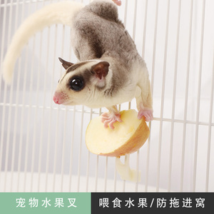 蜜袋鼯仓鼠食物用品塑料水果叉蜜袋鼬松鼠花枝笼子配件固定防拖拽