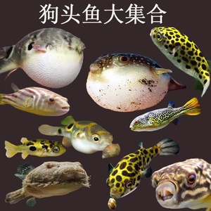 泰国精品v字狗头麒麟v字毛毛狗头河豚淡水活体凶猛肉食热带观赏鱼