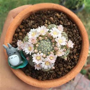 植物员外 吉赛尔 开花q美 乳突球属仙人球 萌系不扎手多肉植物