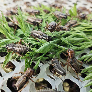 日本云南昆明油葫芦蟋蟀活虫养殖黑蟋蟀包邮鸟虫可食蟋蟀爬宠活食