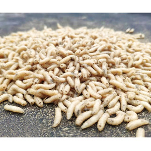 蛆虫活虫 钓鱼活体肉蛆蛆牙子活蛆野钓鲫鱼包邮五谷虫小白条白蛆