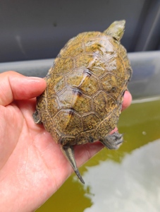 人付款淘宝日石杂草龟杂龟乌龟苗活体宠物招财家养小乌龟活物草龟日杂