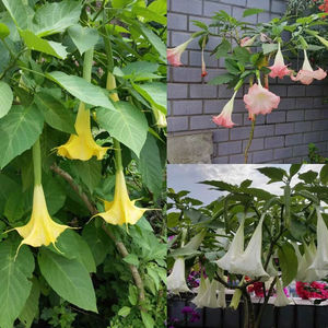 木本曼陀罗花苗黄白粉色大喇叭花绿植盆栽地栽庭院花卉多年生植