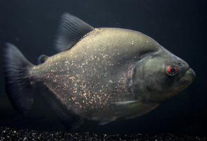 巴西黑食秘鲁普黑红钻托坎钻黑活体观赏鱼