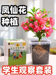 小学生植物种植观察记录凤仙花生长种子儿童种籽四季科学实验盆栽