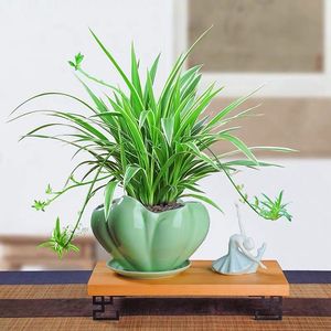 【金边绿萝绿箩】金边绿萝绿箩品牌,价格 - 阿里巴巴