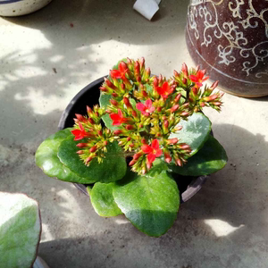 凤尾长寿花苗盆栽客厅阳台盆景包对版老品种花穗长花期长