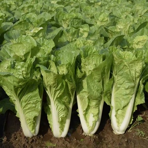 四季速生奶油快菜种籽耐热甜脆黄心小白菜快菜种子阳台蔬菜种孑