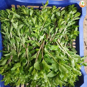 新鲜枸杞叶枸杞芽菜枸杞叶苗食用枸杞头枸杞芽枸杞菜狗地芽3斤3