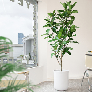 高山榕大盆栽老桩造型榕树大叶盆景北欧室内落地客厅绿植大型植物