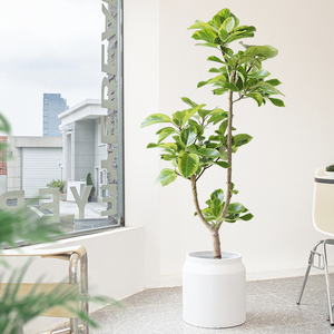 青叶花叶橡皮树盆栽大黄金榕室内办公室树木北欧客厅绿植大型植物