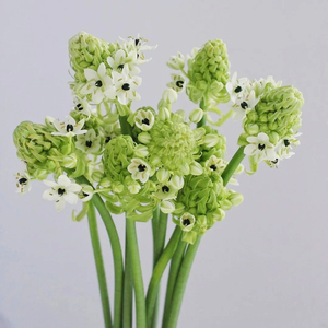 一树 天鹅绒鲜花伯利恒之星10枝花期长水养插花云南基地直发包邮