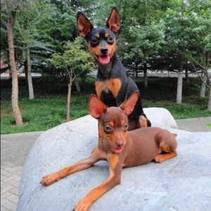 纯种小鹿犬幼犬小型长不大黄色铁包金色迷你杜宾小鹿宠物活体狗狗