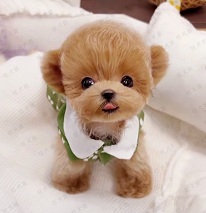 【茶杯犬小屋】茶杯犬小屋品牌,价格 - 阿里巴巴