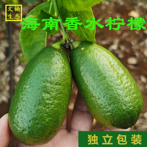 新鲜无籽海南香水柠檬一级果奶茶店专用果台湾绿黄青柠檬水果