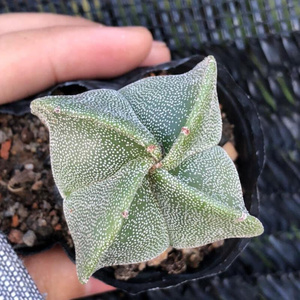 仙人球三角琉璃银沙鸾凤玉办公室多肉摆件盆j栽实生防辐射桌面绿