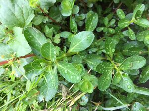 新鲜现采过塘蛇 野生新鲜鱼鳔草 500g