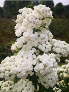 重瓣麻叶绣线菊:spiraea cantoniensis flore pleno新娘花环