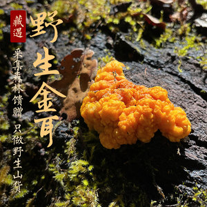 藏遇 野生金耳西藏林芝黄金耳黄木耳高海拔源头收购优选100g新货