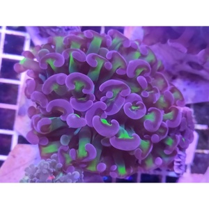 花瓶 双色提子  绿花瓶珊瑚 猪腰榔头 海缸生物人工软体