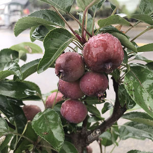 贵人果海棠果树果苗北方耐寒地栽盆栽盆景南方庭院度假村别墅树苗