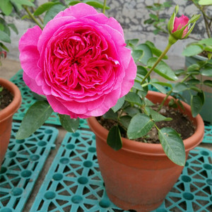 新品伊芙系列【伊芙热情月季花】大花浓香庭院四季开花盆栽根接苗