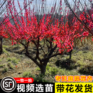 梅花树苗原生高杆骨里红梅花庭院地栽盆栽带花苞当年开花红梅树苗