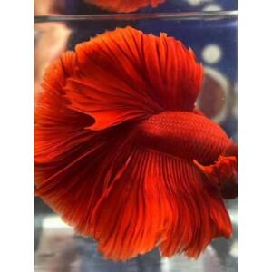 泰国斗鱼红款大红袍红红火火招财鱼不用打氧气热带淡水宠物鱼