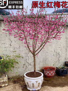 原生红梅花树苗地栽庭院观赏浓香花卉绿植物腊梅美人梅室内外四季